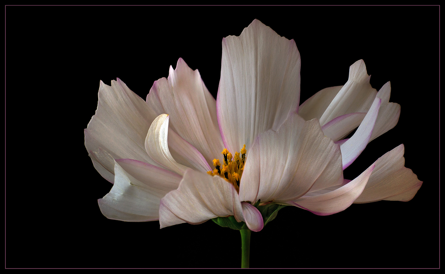 Hier sieht man den heiteren Schwung einer wunderschönen Cosmea