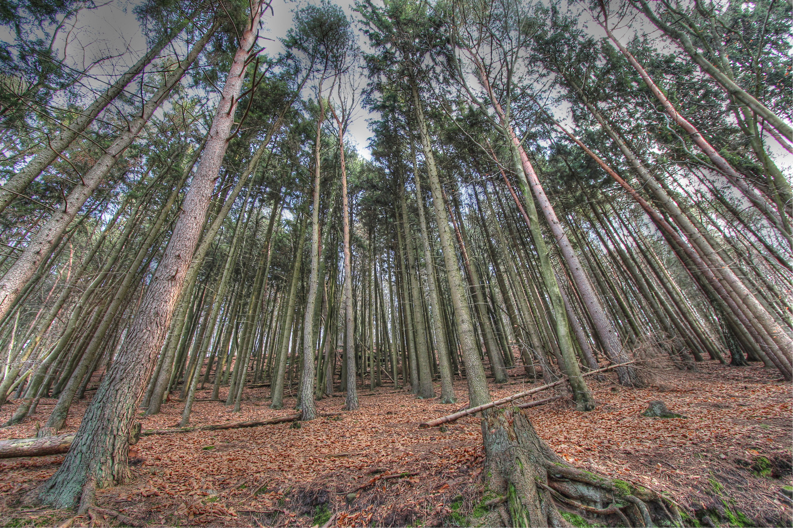 Hier sieht man vor lauter Bäume den Wald nicht mehr ...