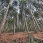 Hier sieht man vor lauter Bäume den Wald nicht mehr ...