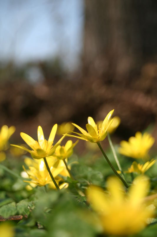 Hier sind alle Blumen hin, hier sind sie geblieben