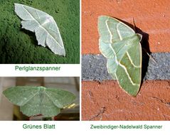 hier sind alle nur noch grün.......