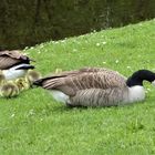 Hier sind beide Eltern beschäftigt.