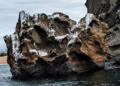 Hier sind die Blaufusstölpel zu hause.    _DSC9605