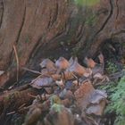 Hier sind die Pilze auf der Holzdeko vor dem Bauernladen