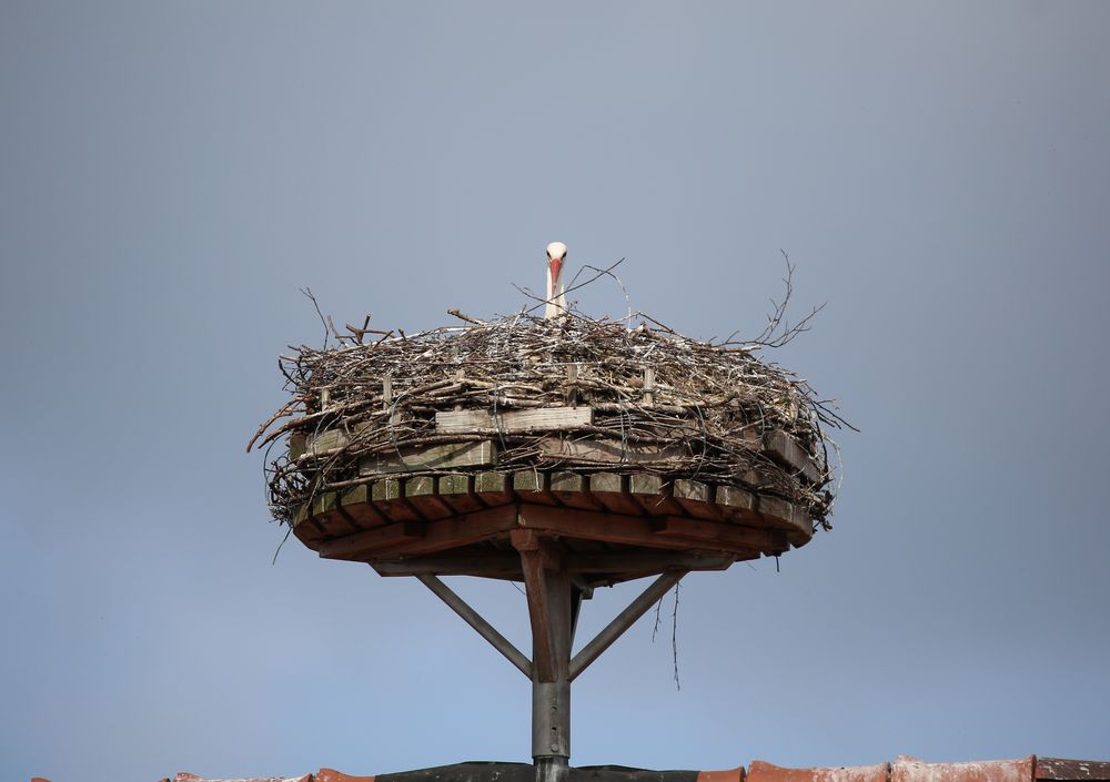 Hier sind keine Eier!  Hau ab.