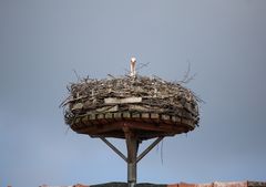 Hier sind keine Eier!  Hau ab.