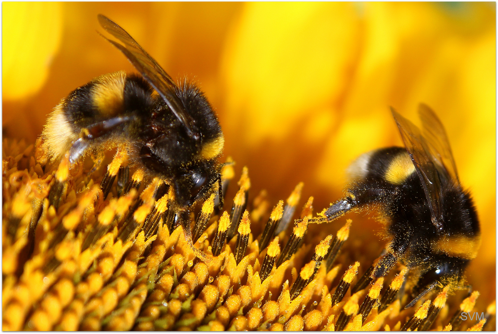 Hier sind keine fleißigen Bienchen am Werk, sondern zwei emsige Hummeln