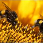 Hier sind keine fleißigen Bienchen am Werk, sondern zwei emsige Hummeln