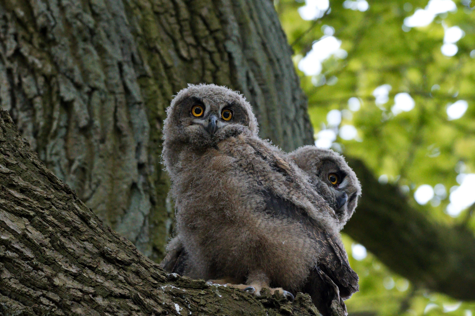 Hier sind noch beide Jungvögel