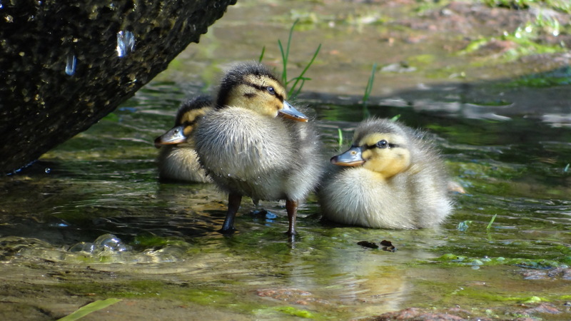 ~Hier sind wir gaaanz sicher~