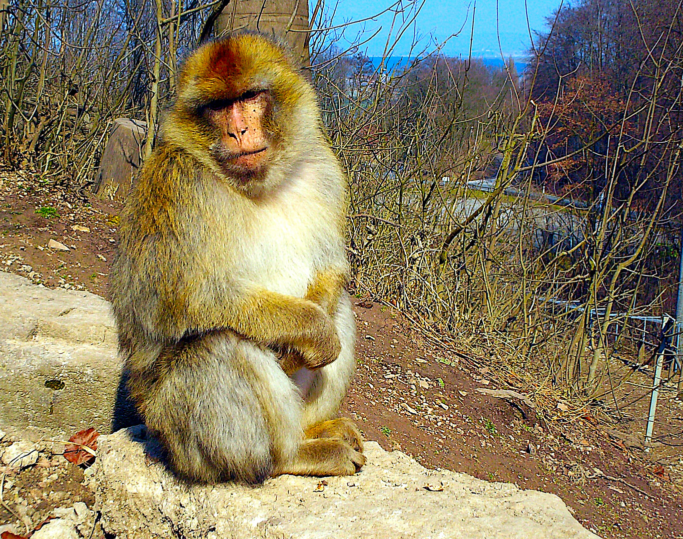 Hier sitz ich nun....... Foto & Bild tiere, wildlife, säugetiere