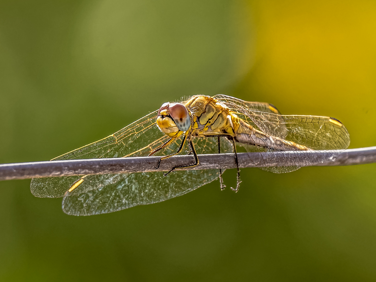 Hier sitzen (und fliegen...) sie noch herum.