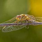 Hier sitzen (und fliegen...) sie noch herum.