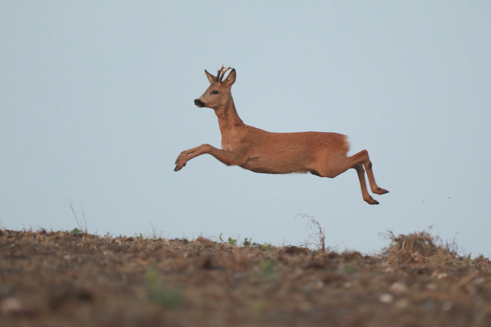 Hier springt der Bock der Ricke nach 