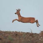 Hier springt der Bock der Ricke nach 