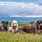 Hier stellen sich vor:Laslo,Manni und Findus