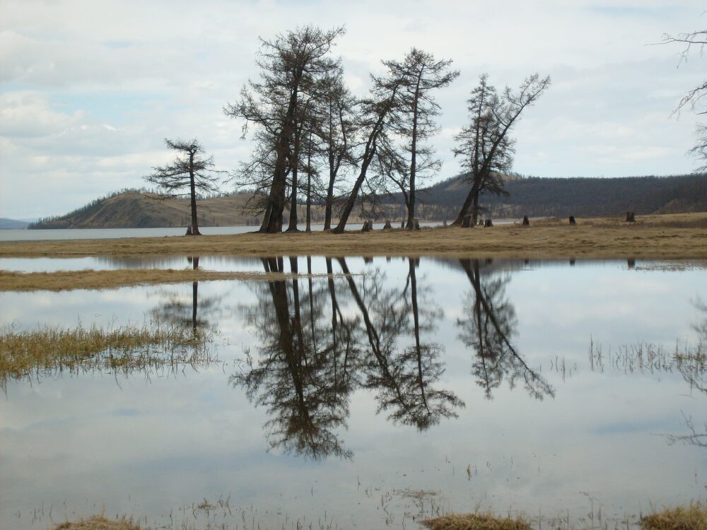 Hier steppt der Bär am Khovsgol See