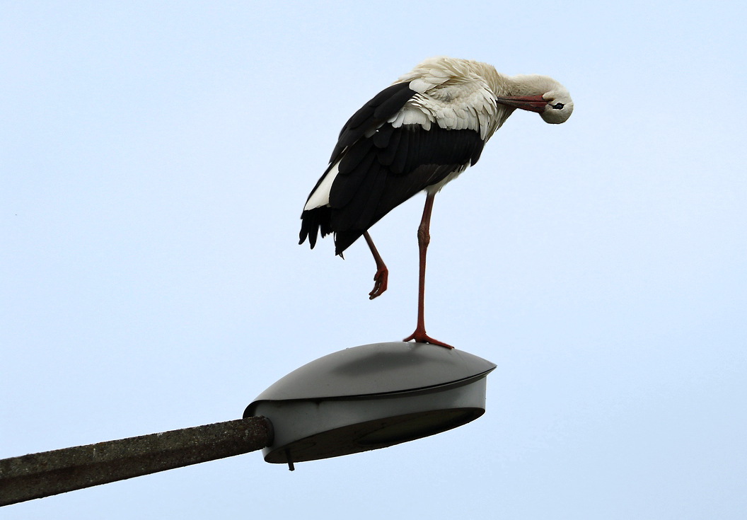 "Hier Steppt der Storch" -jawohl!