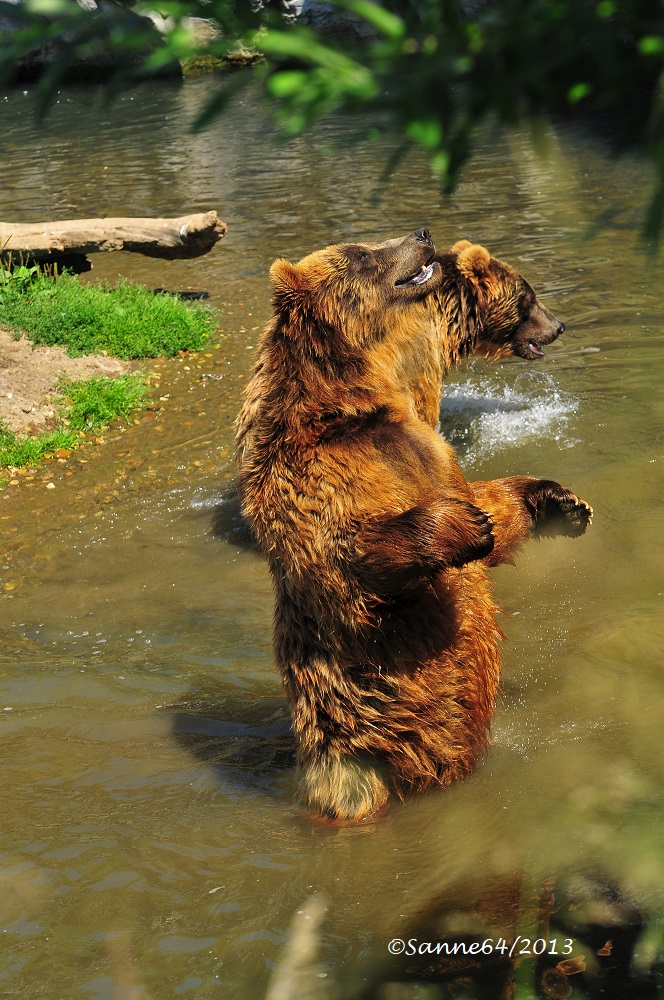 Hier tanzt der Bär
