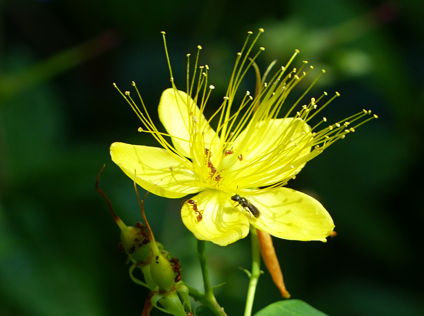 hier tummeln sich ganz viele Insekten