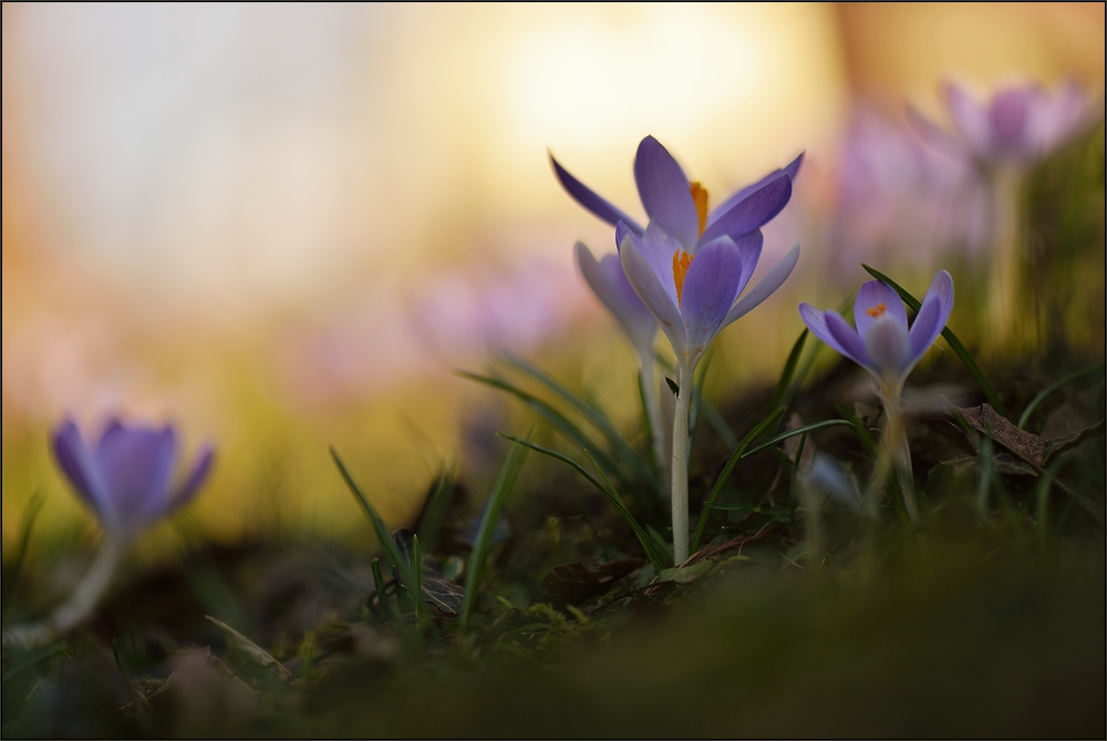 Hier und da - Krokusse