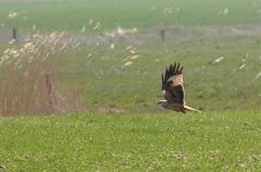 Hier unter der Küste ziemlich seltener Besuch