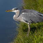 Hier verspeist der Reiher einen kleinen Fisch.