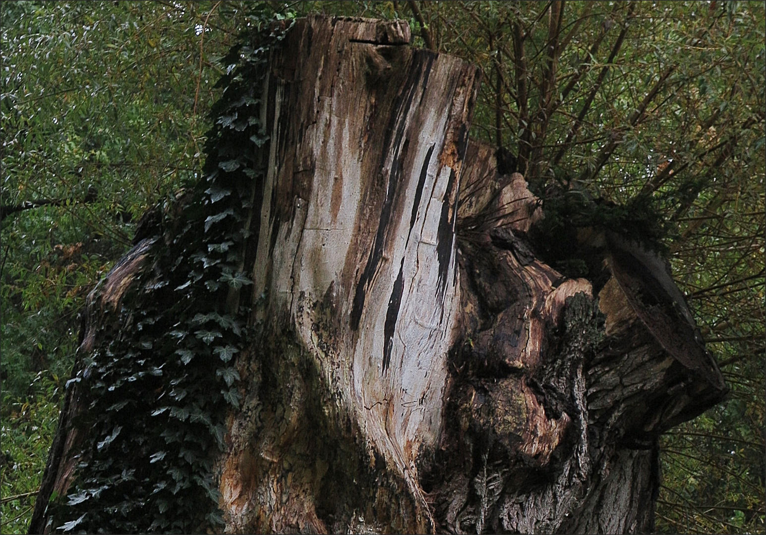 Hier versteckt sich ein Geist im Baumstumpf...