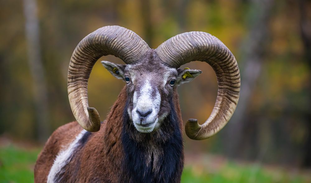 Hier wache ich ! Foto & Bild deutschland, europe, saarland Bilder auf