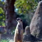 Hier wache ich! Erdmännchen im Zoo Heidelberg