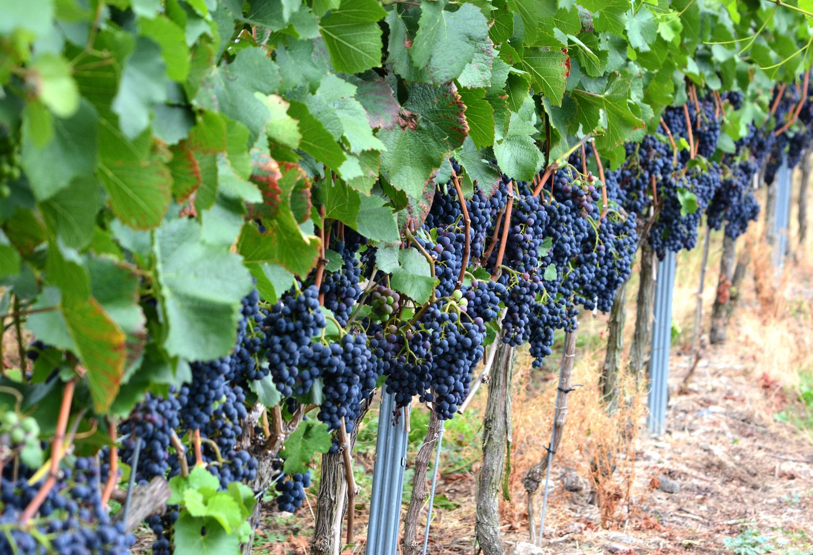 Hier wächst der leckere Ahrrotwein heran. Bald ist Lesezeit