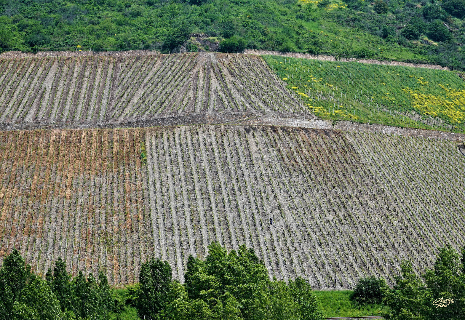 Hier wächst der leckere Riesling.