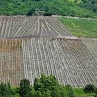 Hier wächst der leckere Riesling.