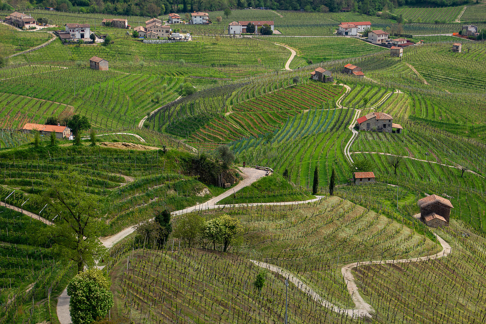 hier wächst der prosecco!!!