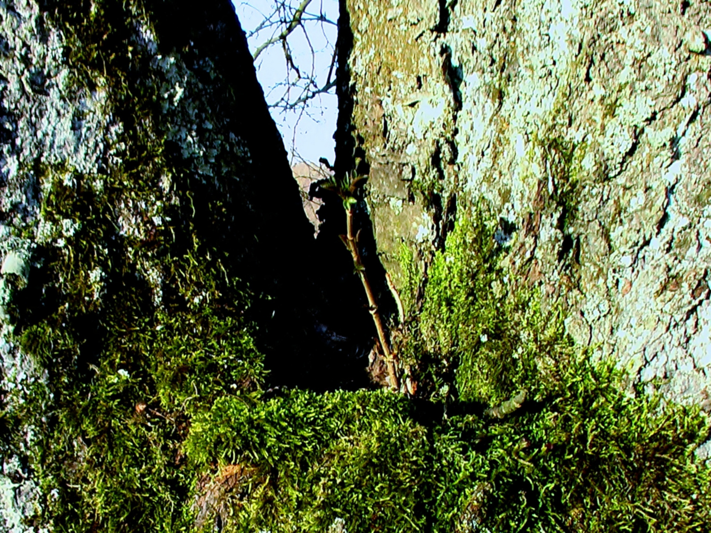 Hier wächst ein neuer Baum