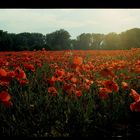 Hier wächst kein Mohn mehr