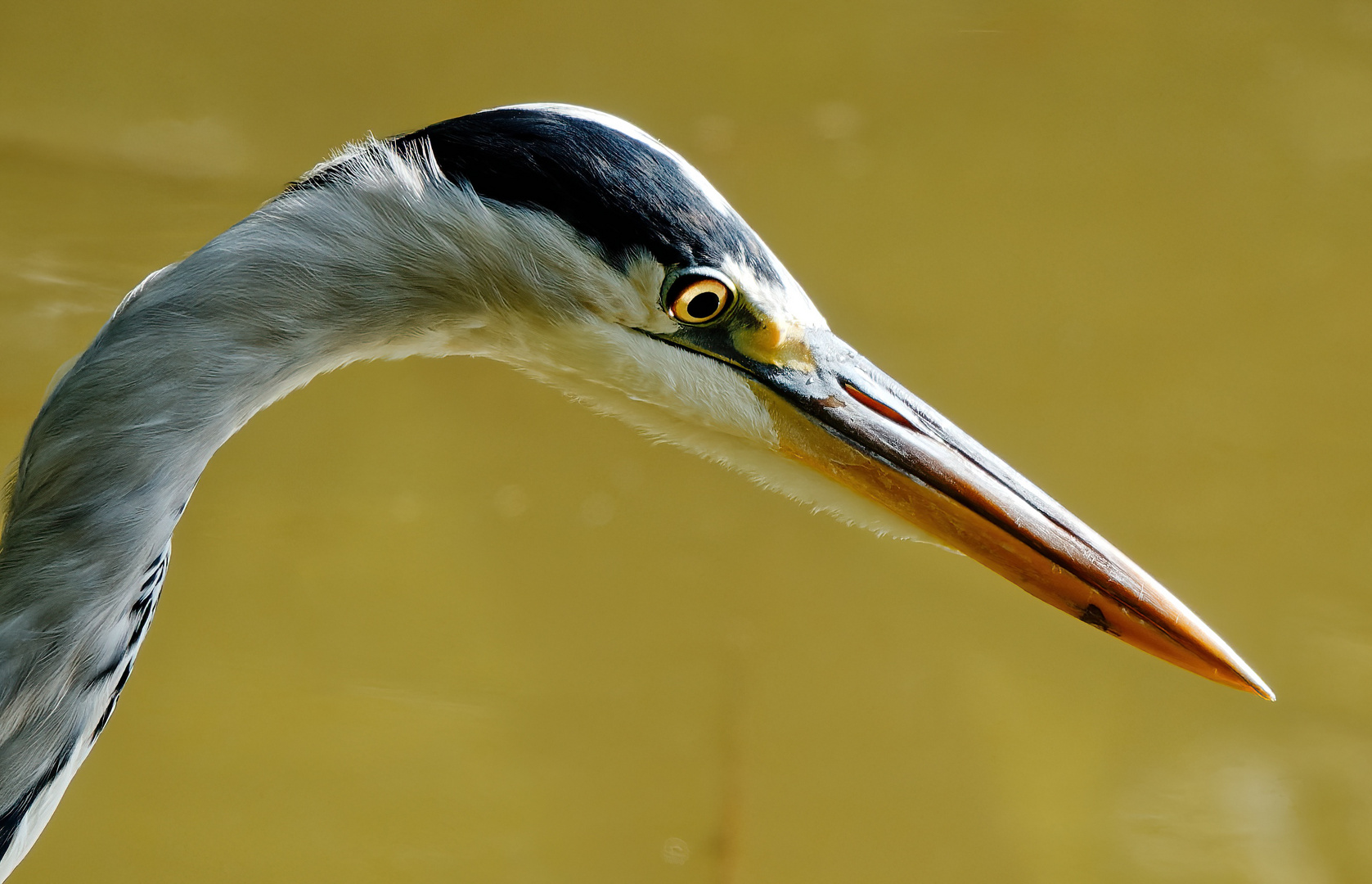 Hier war der Graureiher schon wieder auf Beutesuche im Wasser