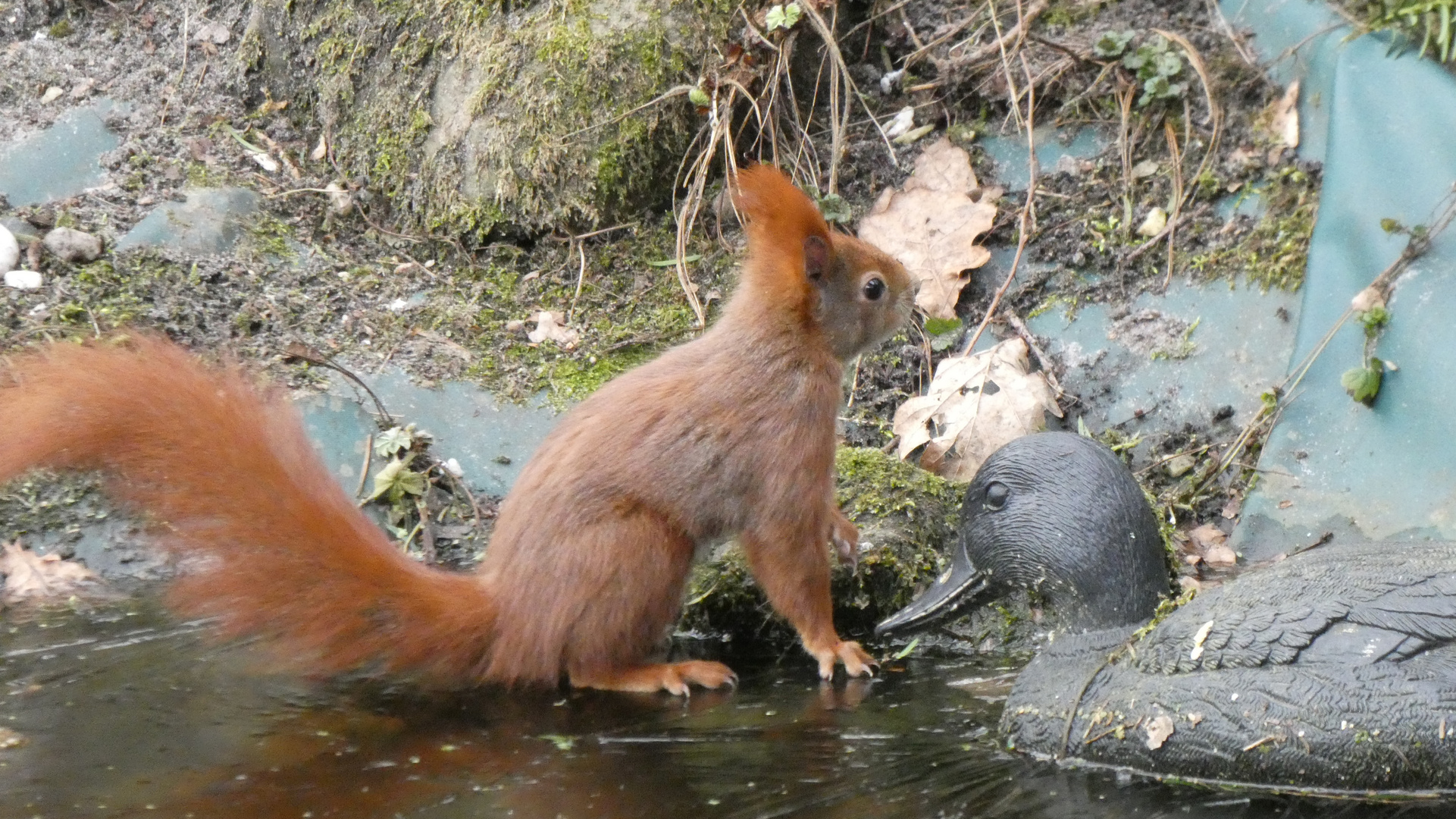 Hier war doch sonst Wasser...!?