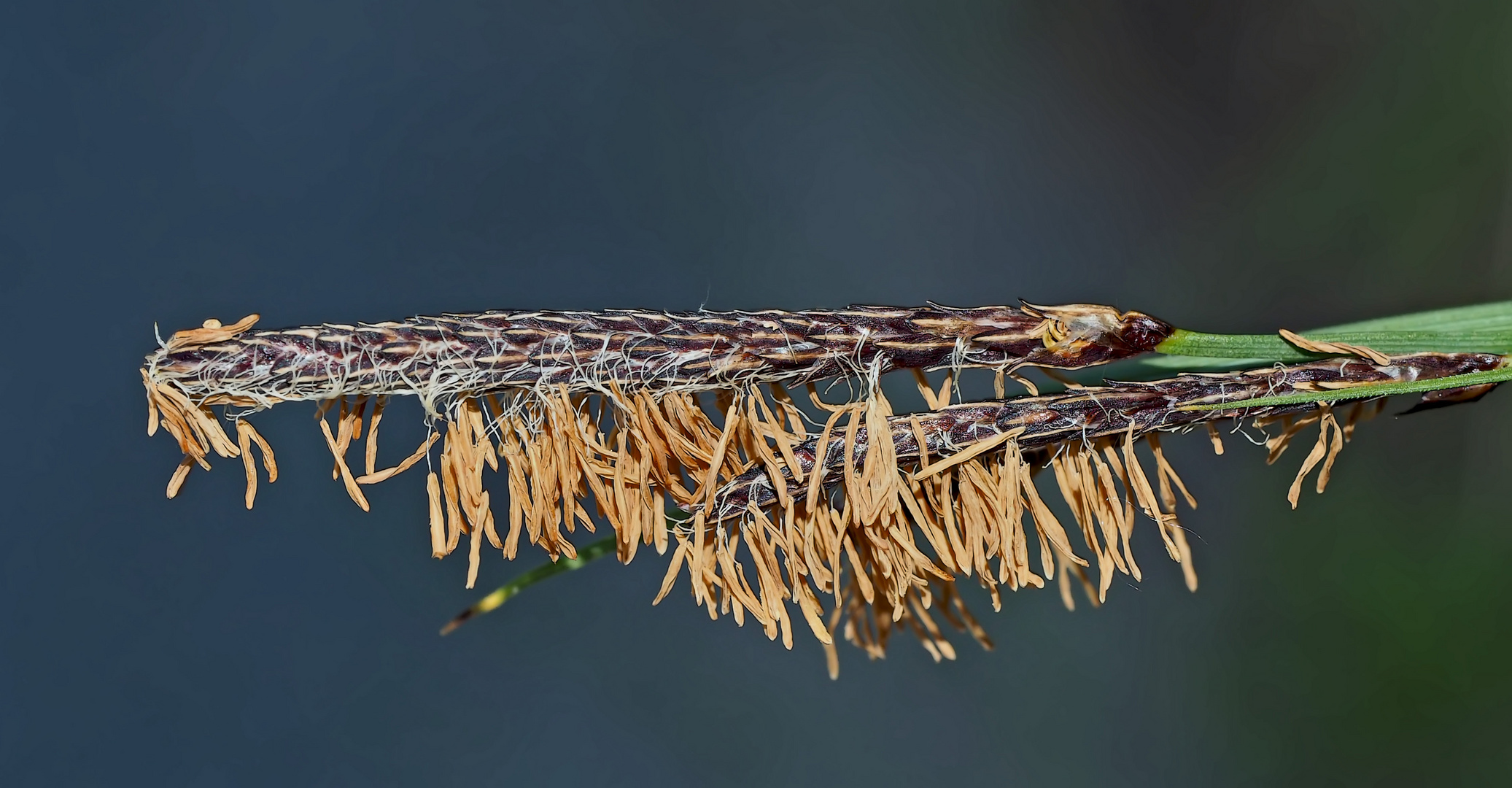 Hier war Künstlerin Natur am Werk! - Une oeuvre artistique de mère Nature.