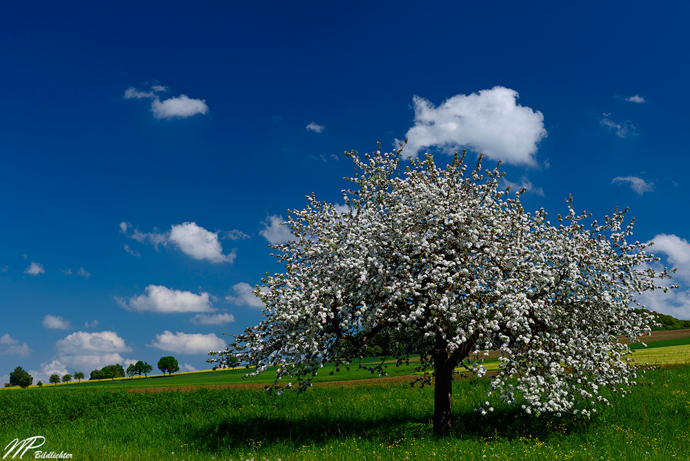 Hier war noch Frühling