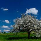 Hier war noch Frühling