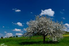 Hier war noch Frühling