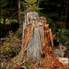 Hier waren die Holzverwerter am Werkeln...