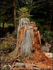 Hier waren die Holzverwerter am Werkeln...