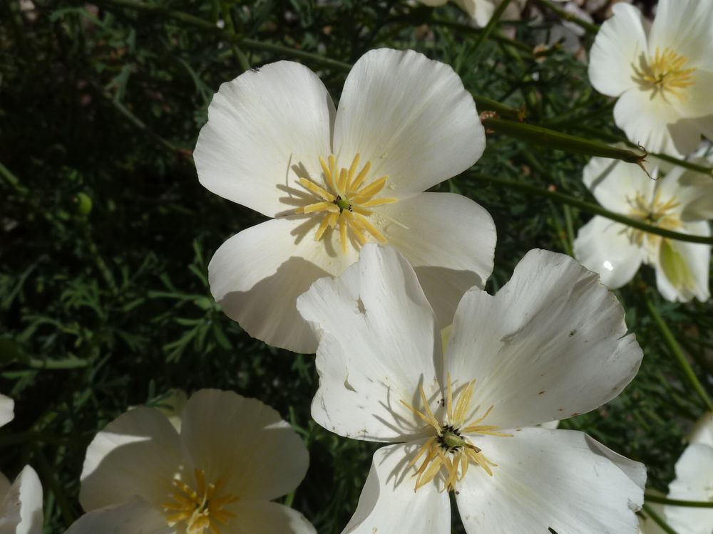 Hier weiße Blüten Foto & Bild makro, natur, blumen Bilder auf