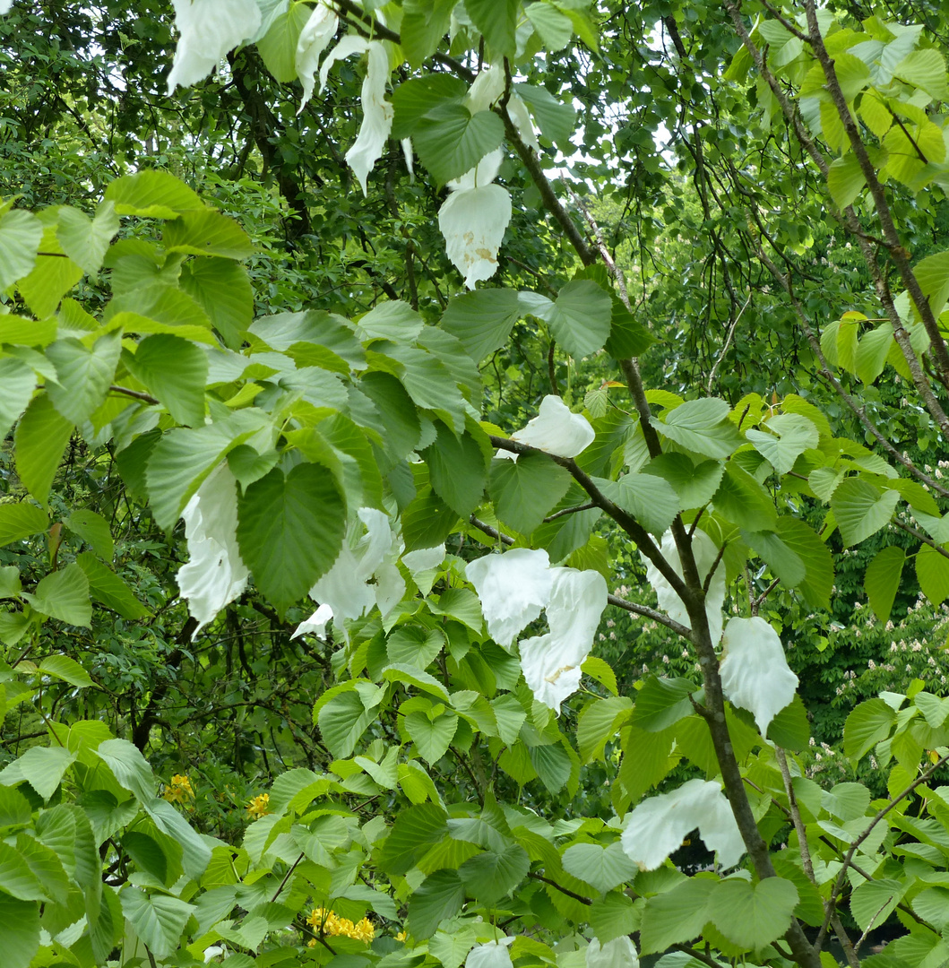 hier winken die Taschentücher vom Baum