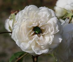 hier wird der ROSENKÄFER seinem Namen gerecht