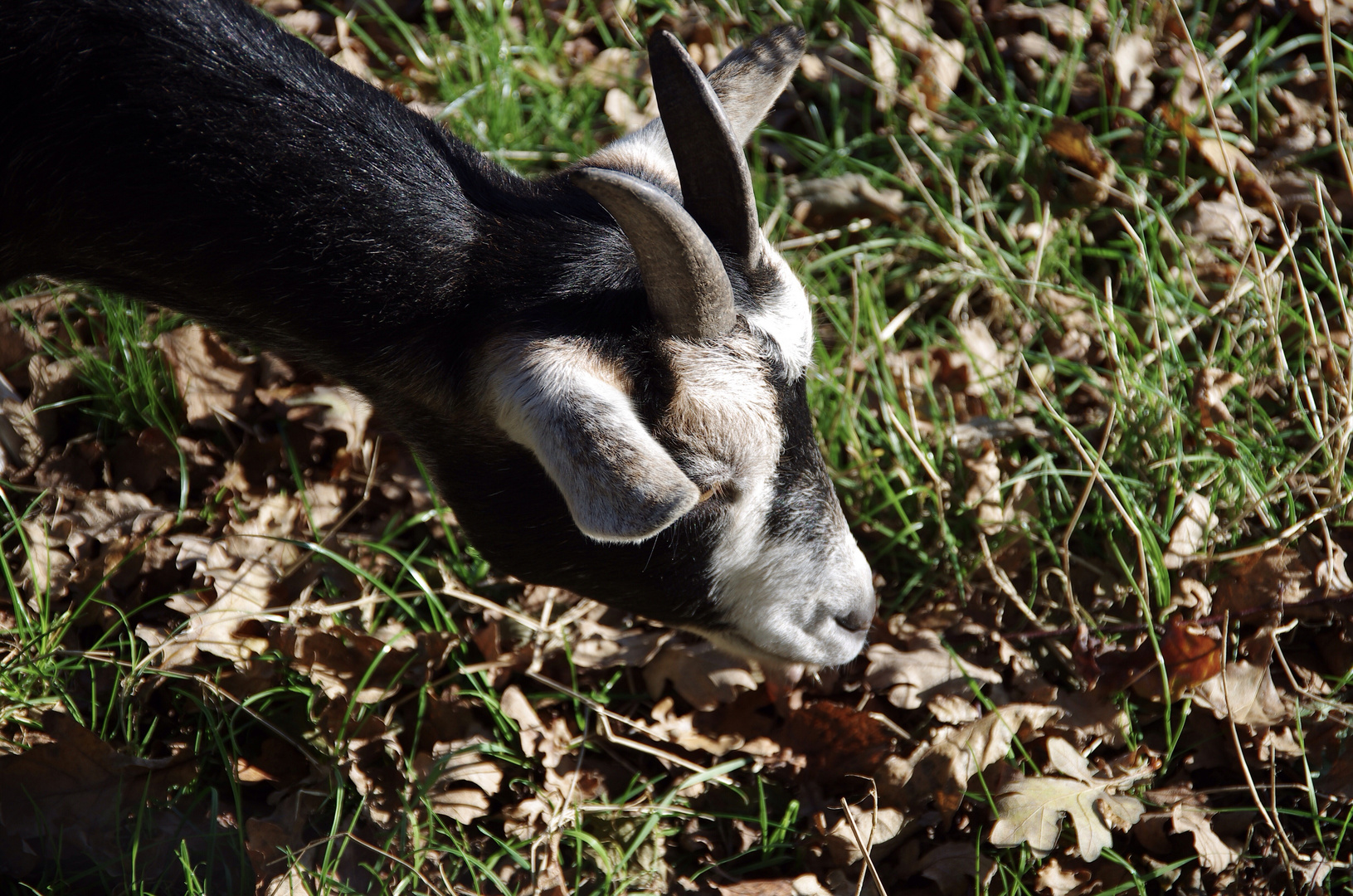 Hier wird gemeckert…