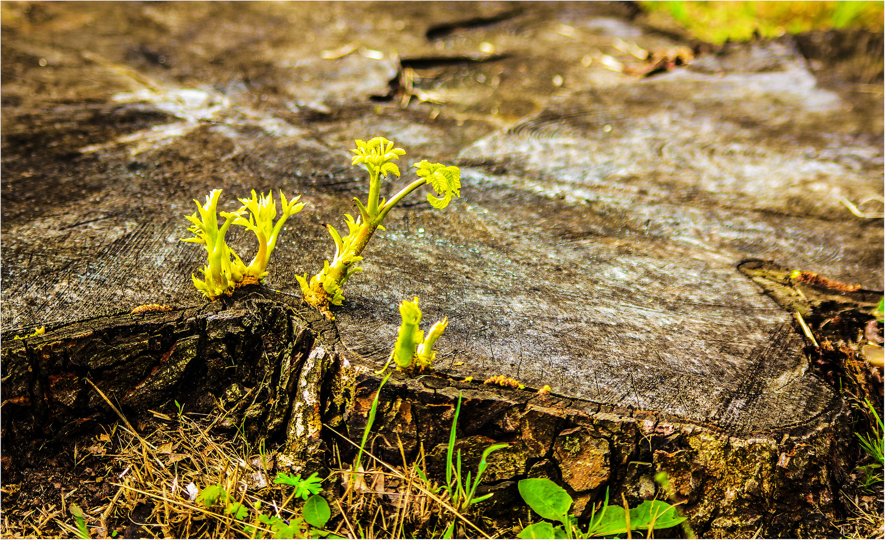 Hier, wo einst der Baum gesägt ...