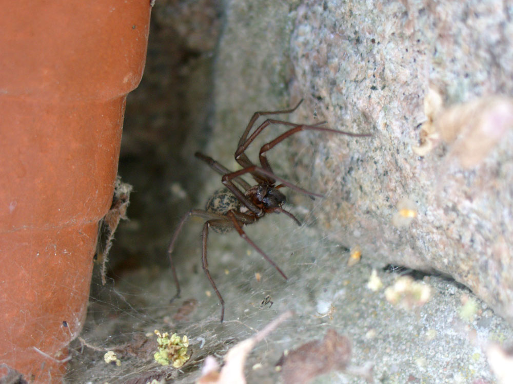 Hier wohne ich! (Kann mir jemand sagen, was das für eine Spinne ist?)